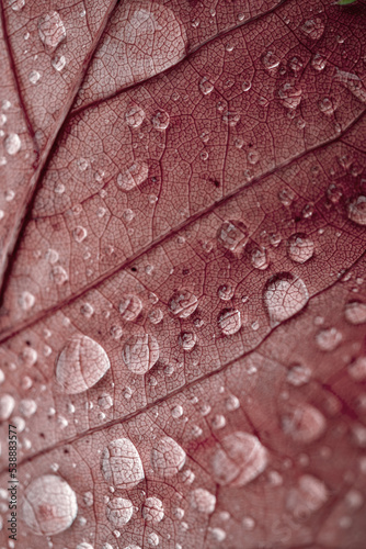 raindrops on the red maple leaf in rainy days in autumn season, red background