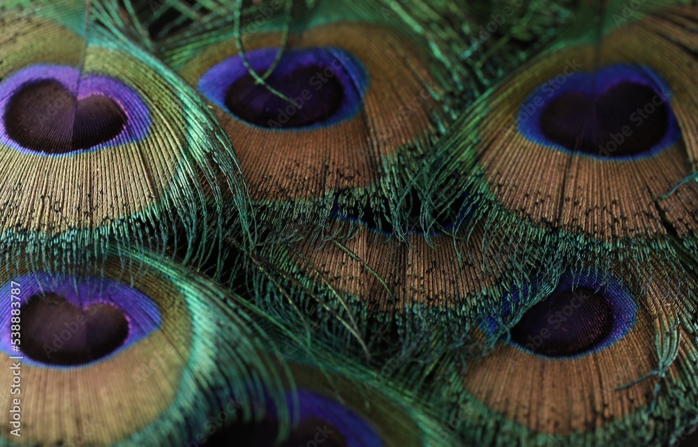 Peacock feather eye. Peafowl feather closeup. Beautiful and colorful bird feather abstract texture background wallpaper. Natural background. Amazing background. Feather pattern.