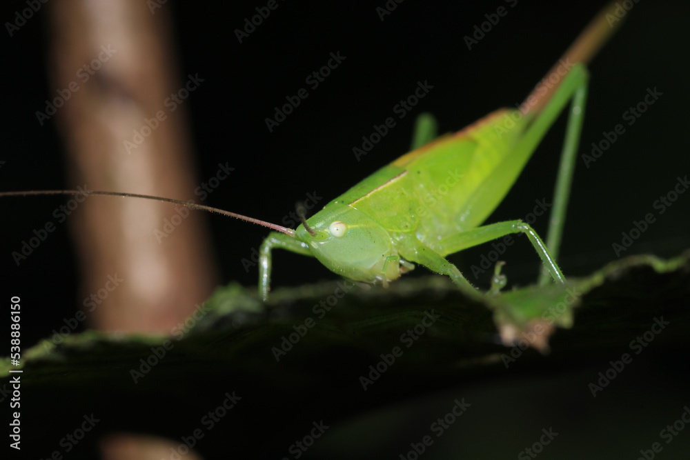 green grasshopper phaneroptera falcata photo green grasshopper phaneroptera falcata photo