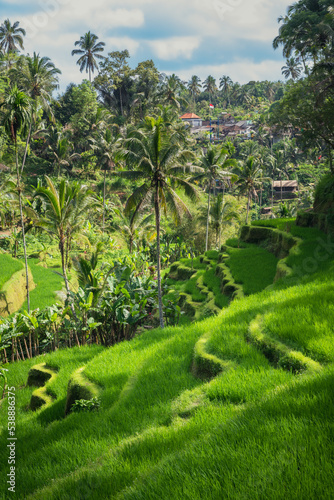 Tegallalang Rice Terrace in the afternoon, Bali Indonesia
