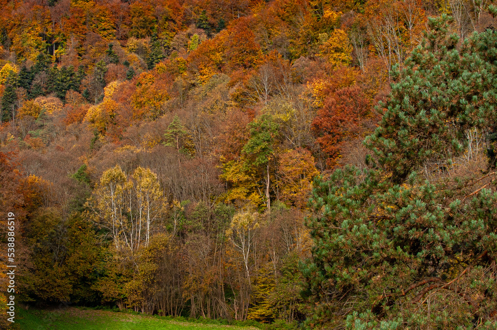 Autumn scenery, forest in Poland in October Autumn scenery, forest in Poland in October