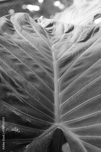 Tropical foliage growing in the jungle in a black and white monochrome.