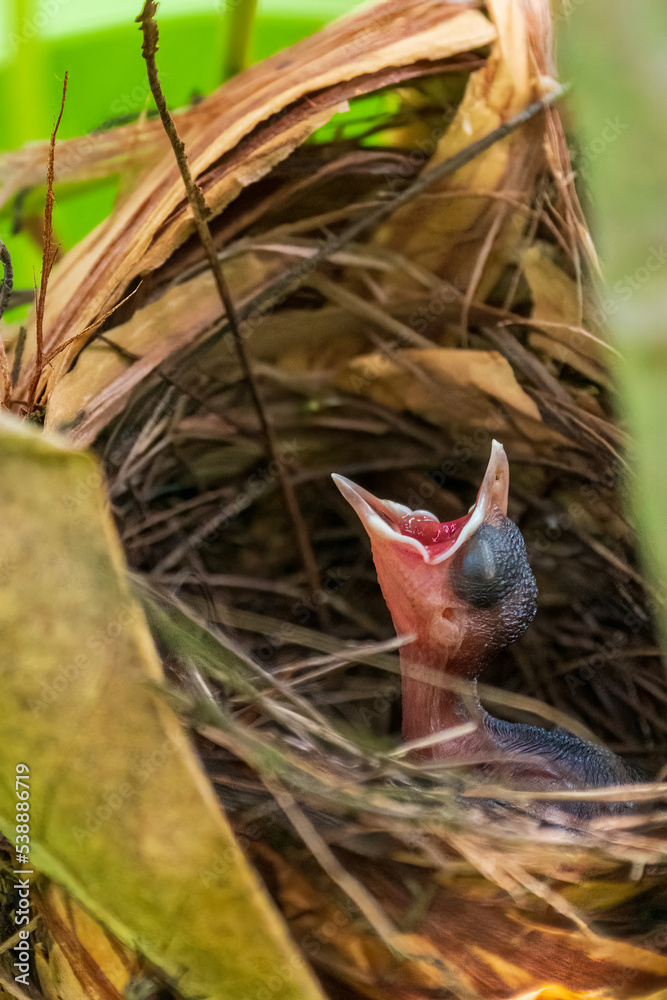 Chicks of Yellow-vented bulbul in the nest. Chicks of Yellow-vented bulbul in the nest.