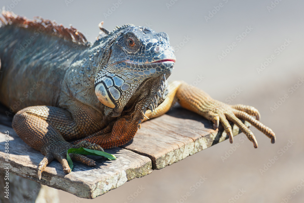 Fototapeta premium Close up of a blue Iguana Bali Indonesia