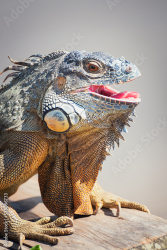 Blue Iguana with open mouth Bali Indonesia photo