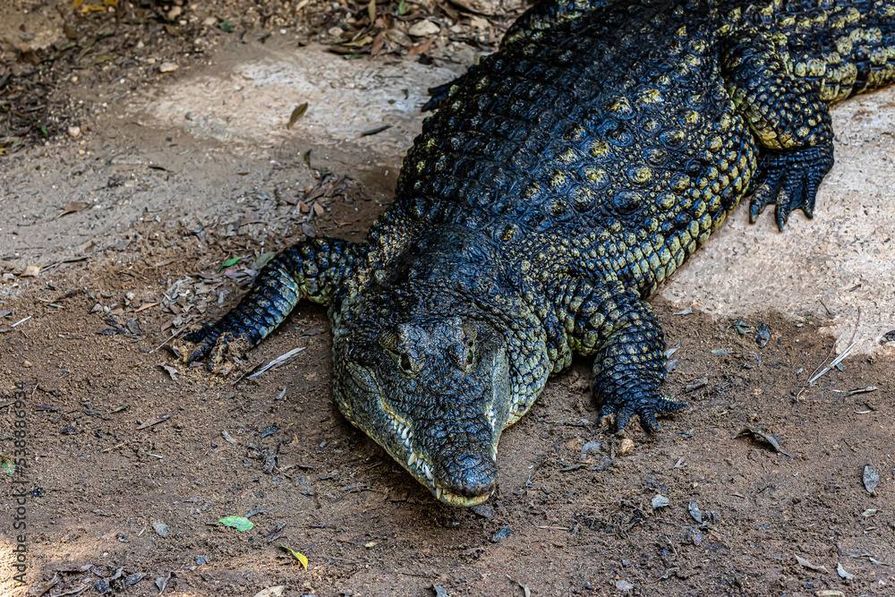 Fototapeta premium portrait alligator on the ground 