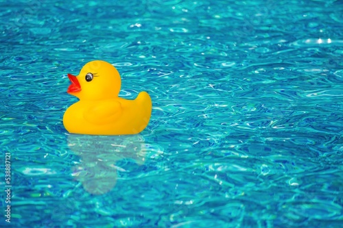 Yellow cute rubber duck swim in pool.