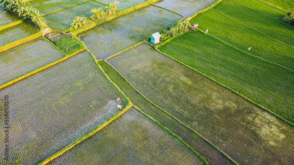 Obraz premium Ubud rice fields farming