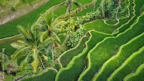 Tegallalang Rice Terrace from above photo