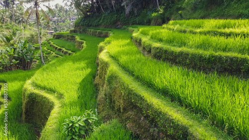 Tegallalang Rice Terrace bali with sunlight photo