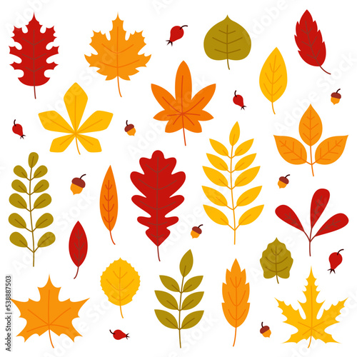 Set of colorful autumn leaves, acorns and berries. Yellow autumnal garden red fall fallen dry leaves