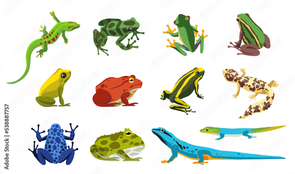 Exotic amphibians reptiles. Serpent, reptile and amphibians, frog ...