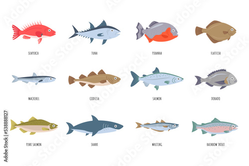 Sea fish set. Fresh raw fish. Tuna, salmon, trout, mackerel, shark, codfish, dorado, perch, piranha photo