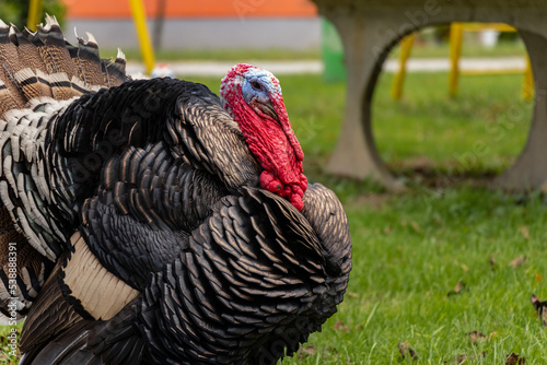Turkey in the meadow
