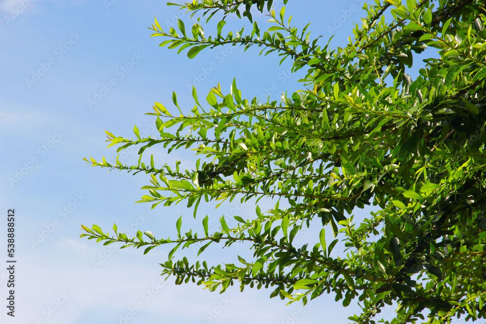 Green leaf on blue sky background.It natural and beautiful.A branch in a park. Green leaf on blue sky background.It natural and beautiful.A branch in a park.