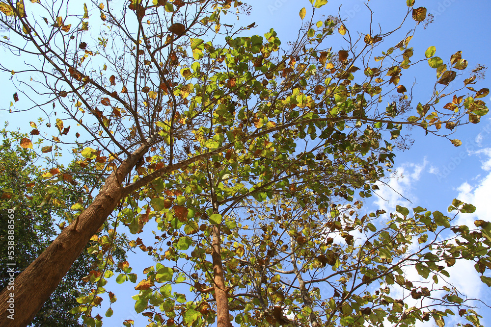 Fototapeta premium Look up at the top there are many large trees and branches.These big trees with green leaves full of natural origin and with the sky as the background.