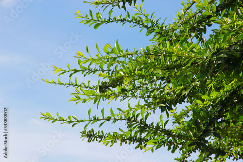 Green leaf on blue sky background.It natural and beautiful.A branch in a park.