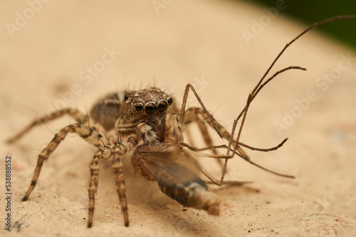 Details of a jumping spider eating an insect