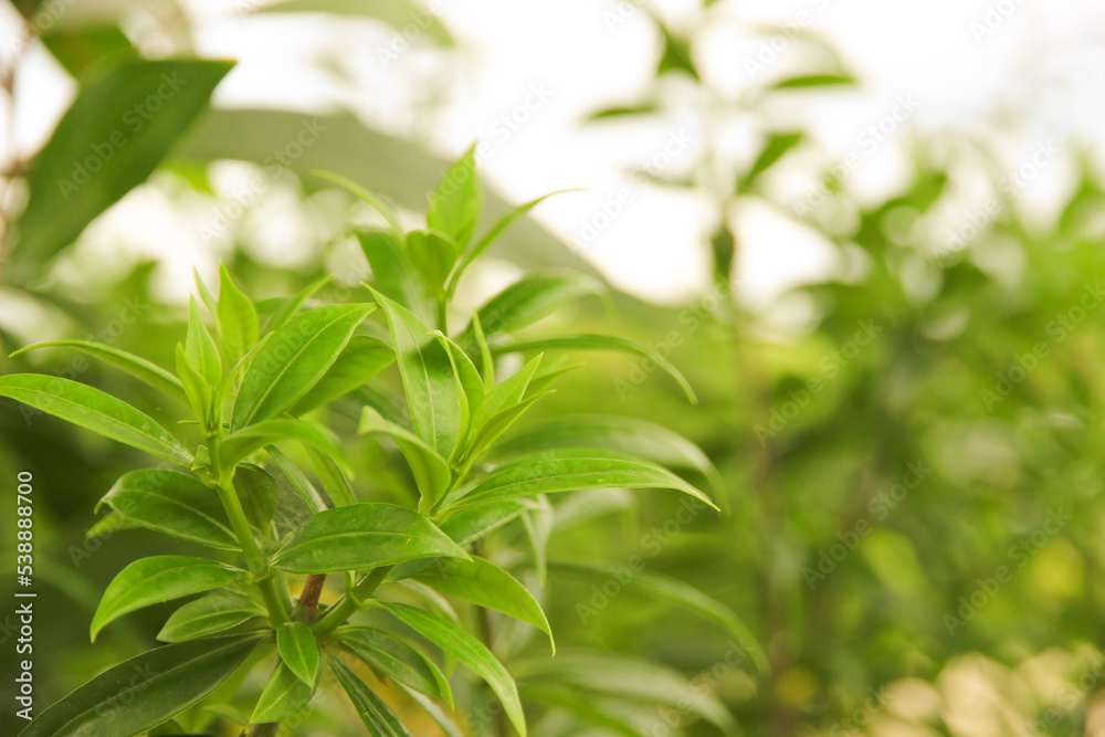 Natural fresh green leaves provide fresh air at the park. Natural fresh green leaves provide fresh air at the park.
