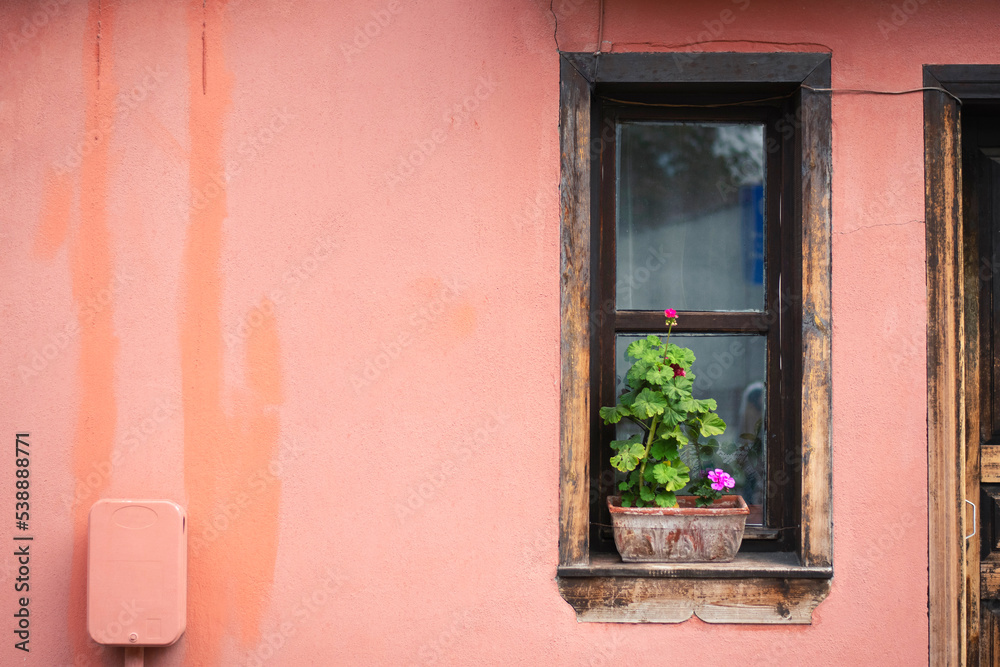 historic old house, wooden glass frame with violet flower and pink blank wall for copy space historic old house, wooden glass frame with violet flower and pink blank wall for copy space
