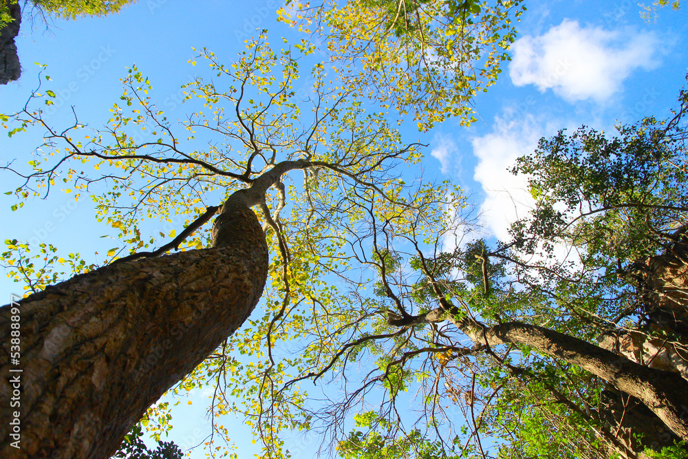 Fototapeta premium Tree branch on blue sky background.Refreshing and beautiful nature.