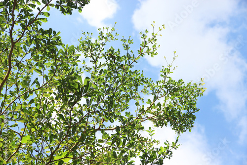 Tree branch on blue sky background.Refreshing and beautiful nature. © Parichart