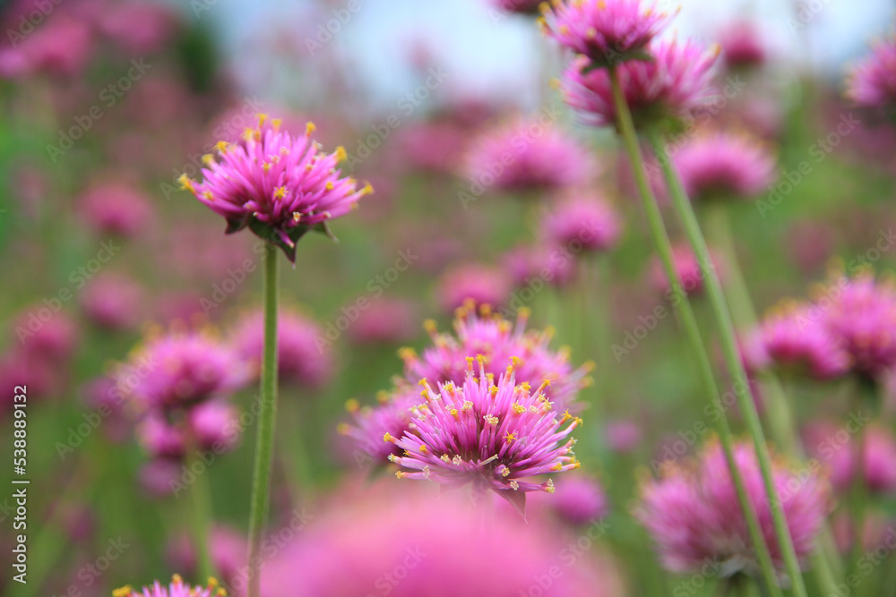 Small pink flowers in the garden ืnaturally beautiful. Small pink flowers in the garden ืnaturally beautiful.