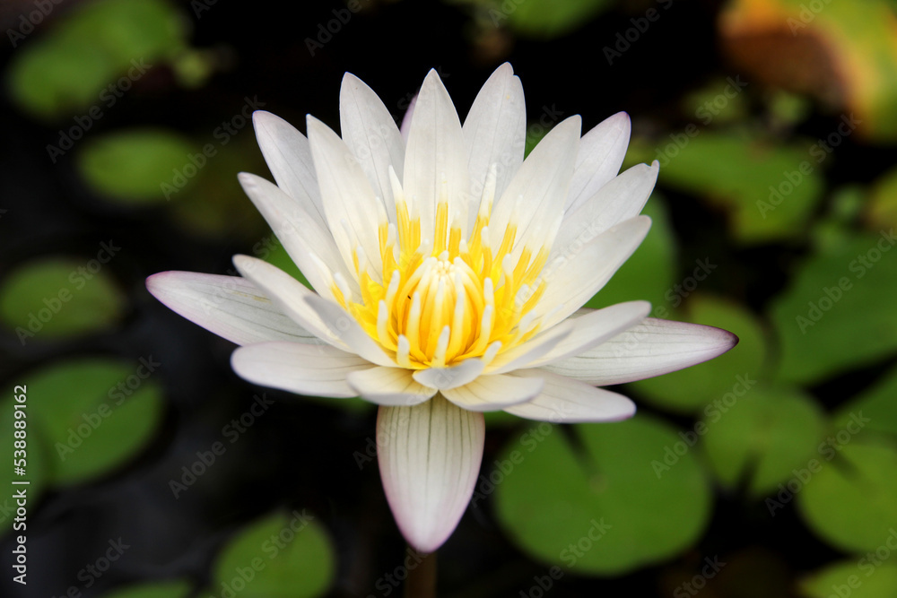White lotus flowers in the swamp. It's beautiful and natural. White lotus flowers in the swamp. It's beautiful and natural.