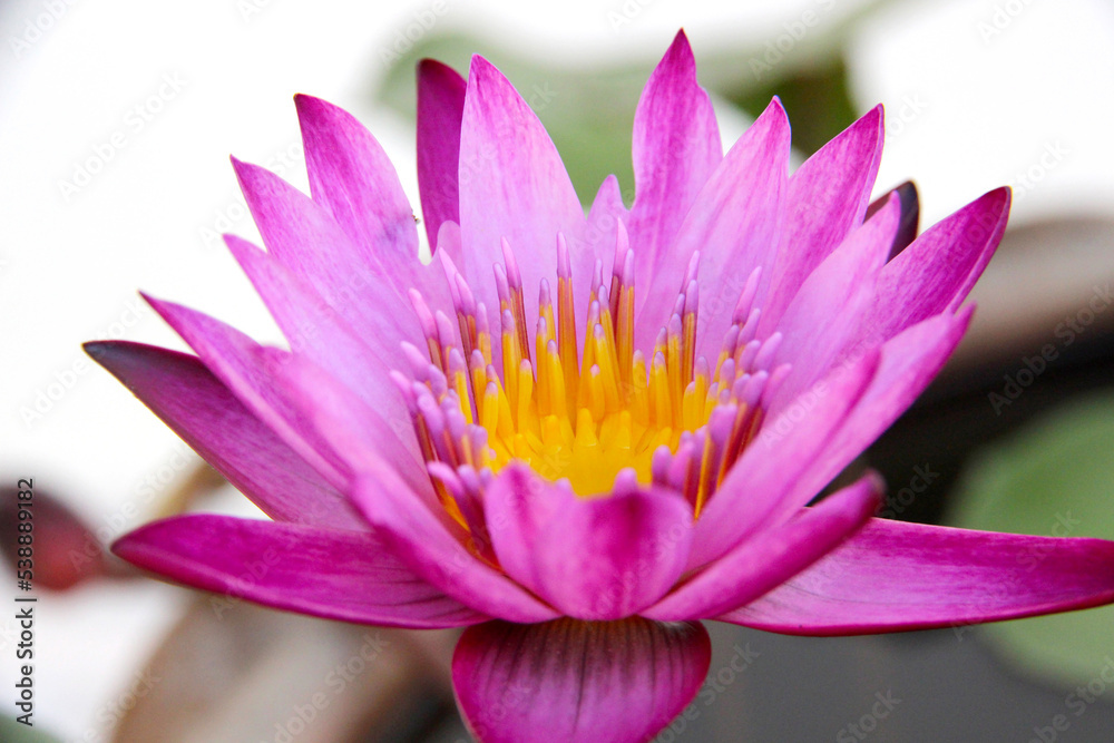 Pink or purple lotus in the swamp. It's beautiful and natural.