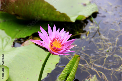 Pink or purple lotus in the swamp. It s beautiful and natural.