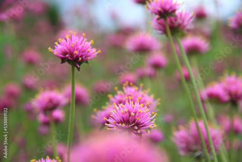 Small pink flowers in the garden ืnaturally beautiful.