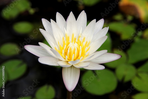 White lotus flowers in the swamp. It s beautiful and natural.