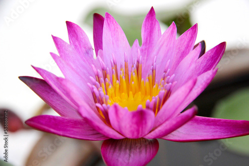 Pink or purple lotus in the swamp. It s beautiful and natural.