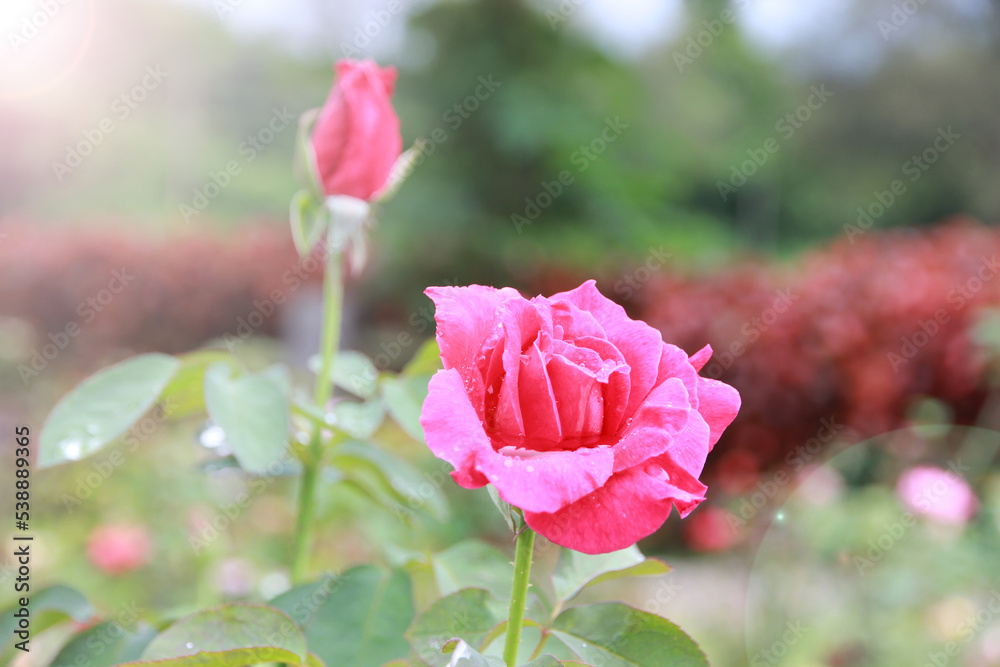 Roses in the garden.Love is pure.It is beautiful and natural. Roses in the garden.Love is pure.It is beautiful and natural.