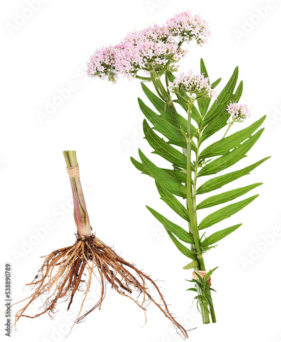 Valerian plant with root, transparency background