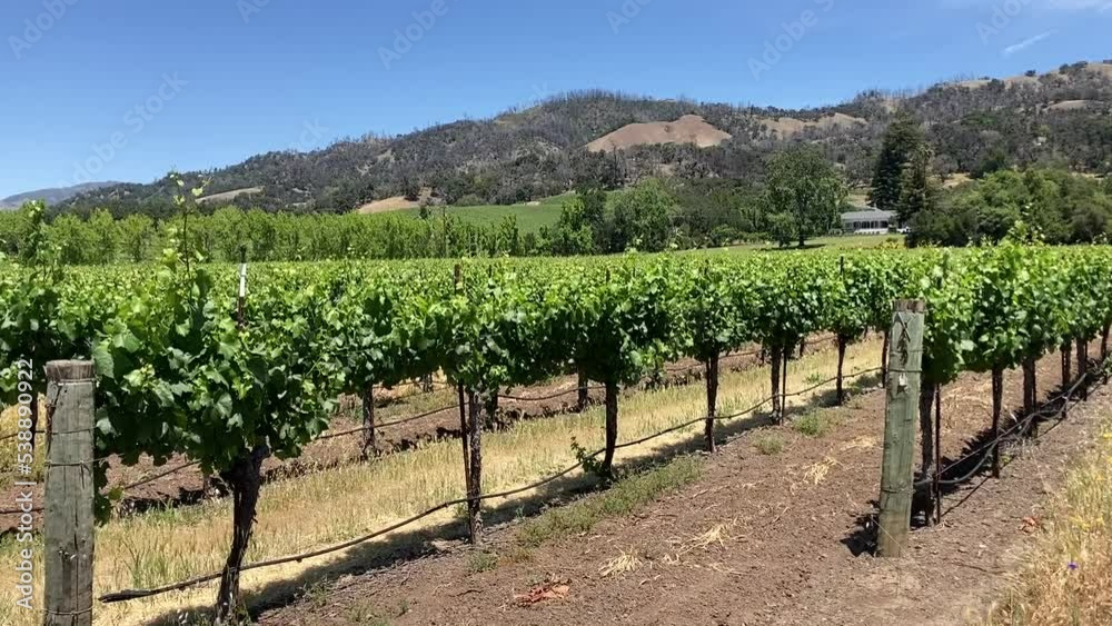 Panning shot of a neat row of vines stretching across the beautiful Northern California landscape of vineyards - Alexander Valley, CA, USA Panning shot of a neat row of vines stretching across the beautiful Northern California landscape of vineyards - Alexander Valley, CA, USA