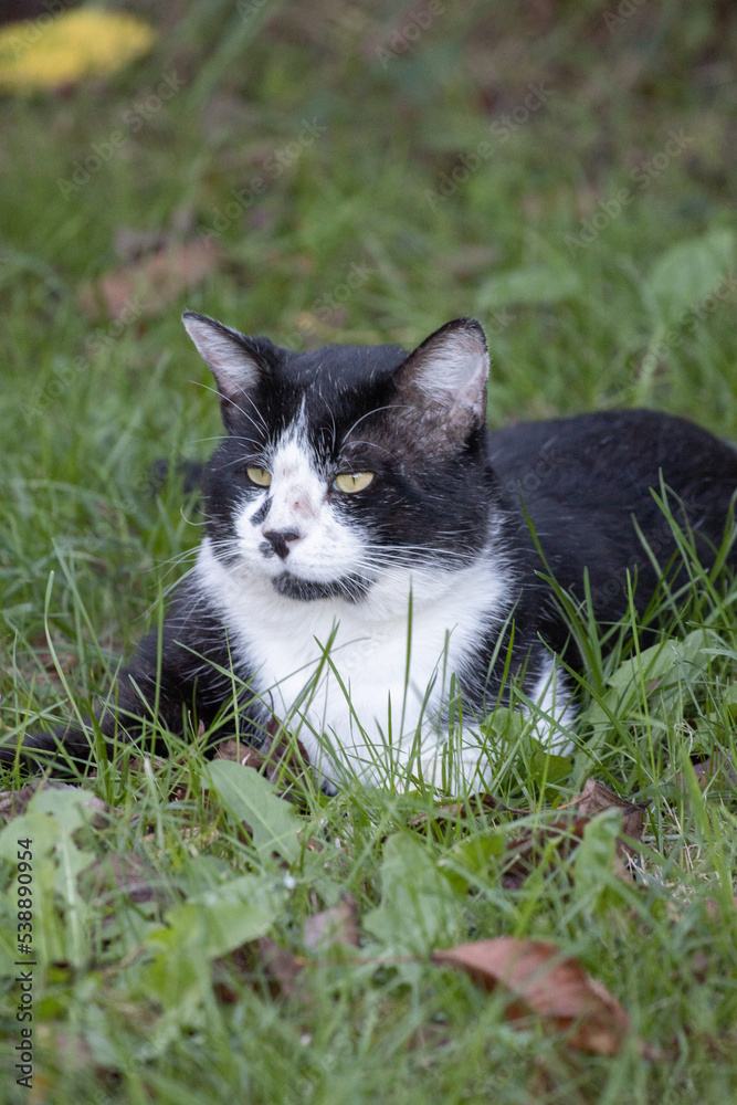 Chat de la campagne noir et blanc dans l'herbe