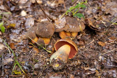 dotted stem bolete, mushroom hunt in october in bavarian forest