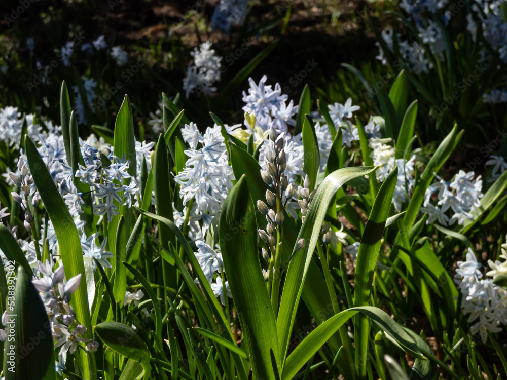 Macro shot of the Striped squill (Puschkinia scilloides) pale blue, bell-shaped flowers, accentuated with deeper blue stripes flowering in early spring and growing in garden Macro shot of the Striped squill (Puschkinia scilloides) pale blue, bell-shaped flowers, accentuated with deeper blue stripes flowering in early spring and growing in garden