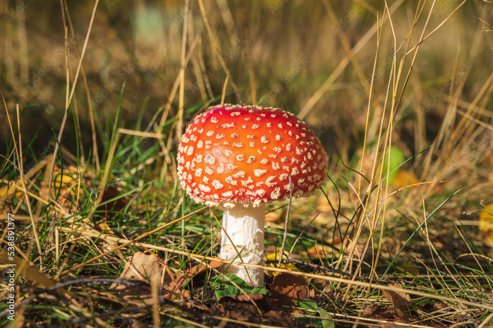 Red poisonous mushroom fly agaric in the forest. Amanita muscaria. Close-up. Selective focus. Red poisonous mushroom fly agaric in the forest. Amanita muscaria. Close-up. Selective focus.