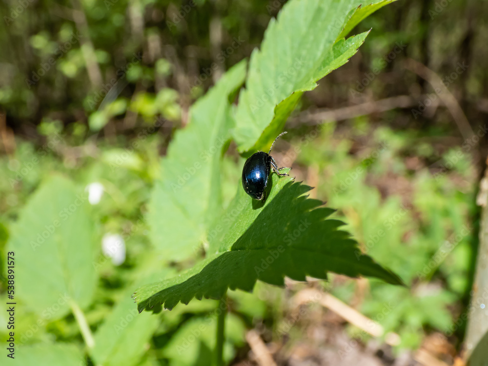 Macro shot of the Alder leaf beetle (agelastica alni) - black and metallic blue in colour on a green leaf Macro shot of the Alder leaf beetle (agelastica alni) - black and metallic blue in colour on a green leaf