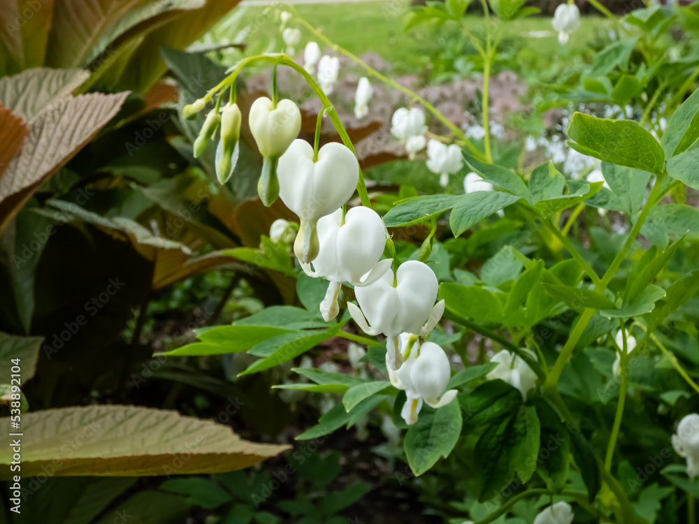 White bleeding heart (Dicentra spectabilis) 'Alba' with divided, light green foliage and arching sprays of pure white, heart-shaped flowers with protruding white petals White bleeding heart (Dicentra spectabilis) 'Alba' with divided, light green foliage and arching sprays of pure white, heart-shaped flowers with protruding white petals