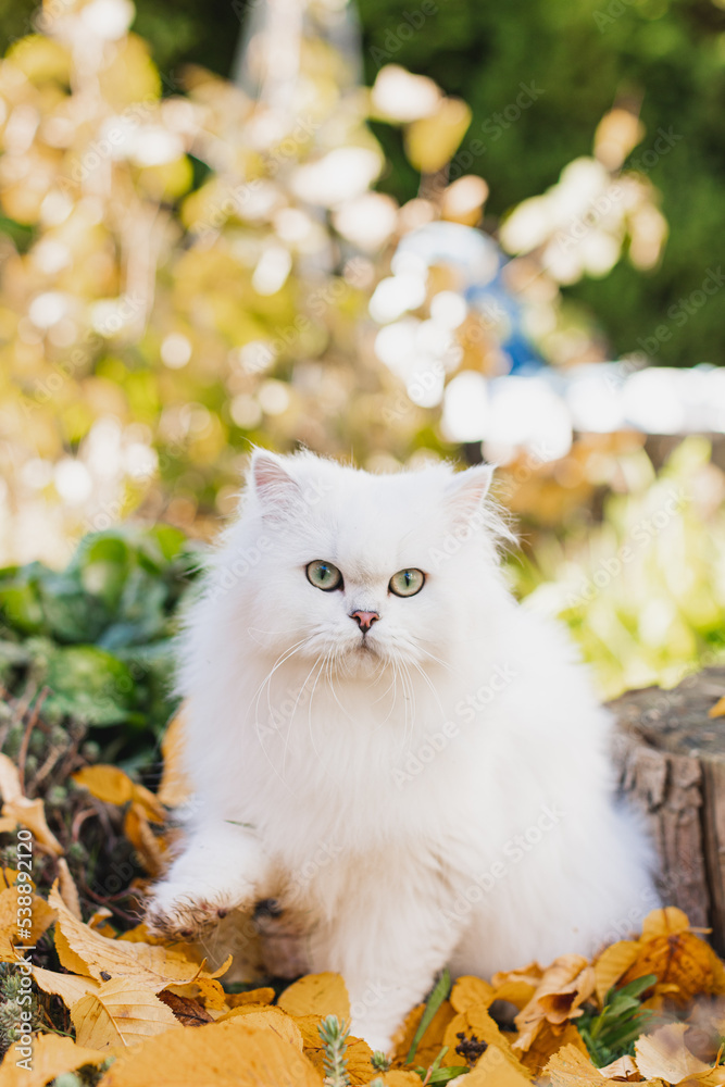 Britisch Langhaar Katze im Garten, Herbst