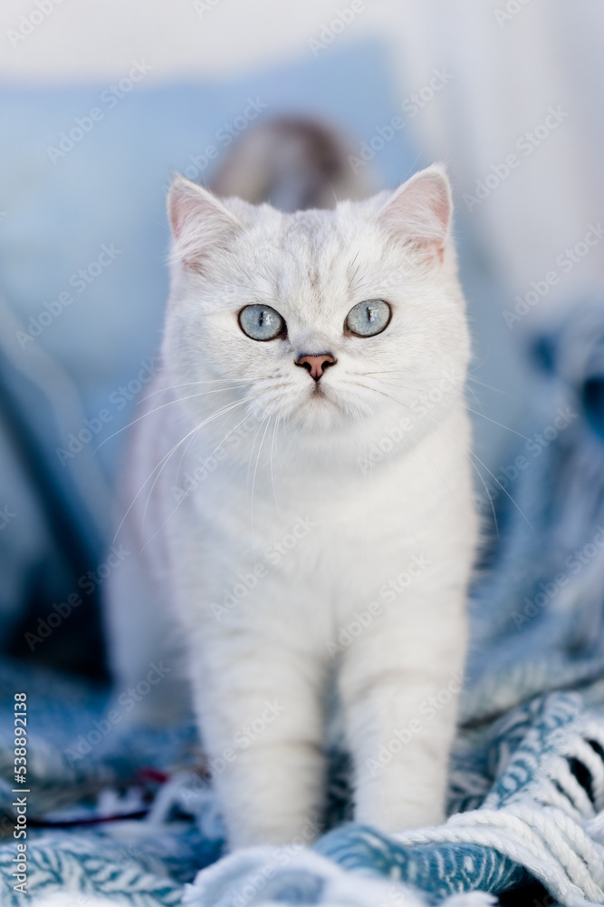 Britisch Kurzhaar Katze auf Blauer Decke im Wohnzimmer