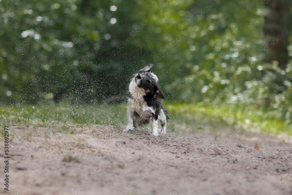 A wet dog shakes off the water. Splashes in all directions