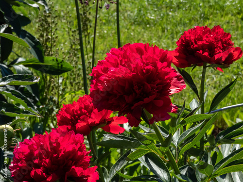 Fototapeta Naklejka Na Ścianę i Meble -  Dramatic, red peony (Paeonia) 'Diana Parks' flowering with beautiful red coloured, double flowers in the garden