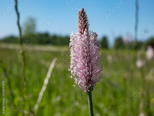 Close-up shot of pink and white inflorescence of hoary plantain  plantago media  growing in grassland