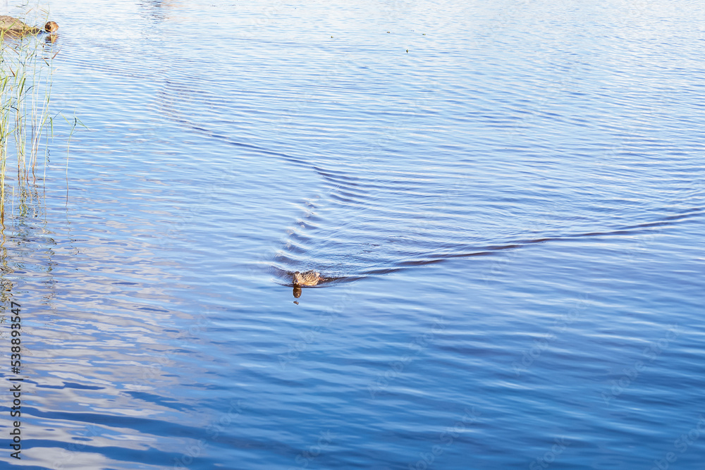 Brown wild duck floating on blue water, leaving a trail Brown wild duck floating on blue water, leaving a trail