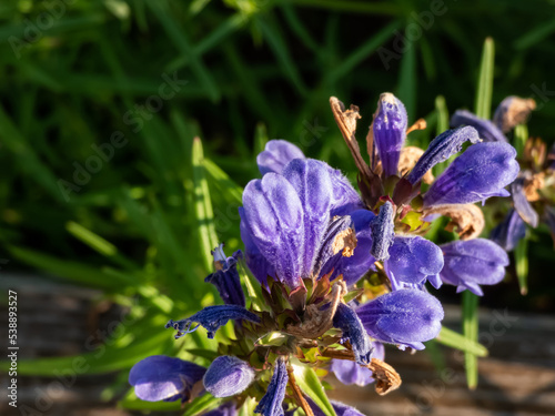 The Northern dragonhead (Dracocephalum ruyschiana) flowering with two-lipped, strongly-fragrant, hooded blue flowers photo