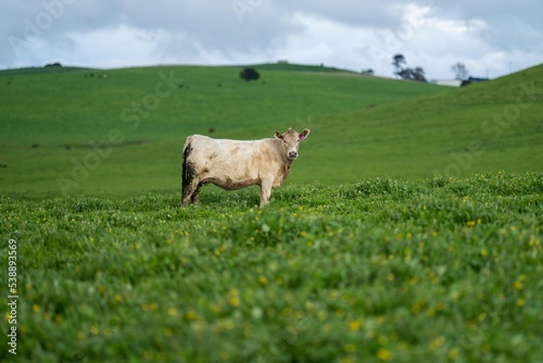 Stud Angus, wagyu, speckle park, Murray grey, Dairy and beef Cows and Bulls grazing on grass and pasture in a field. The animals are organic and free range, being grown on an agricultural farm in Aust